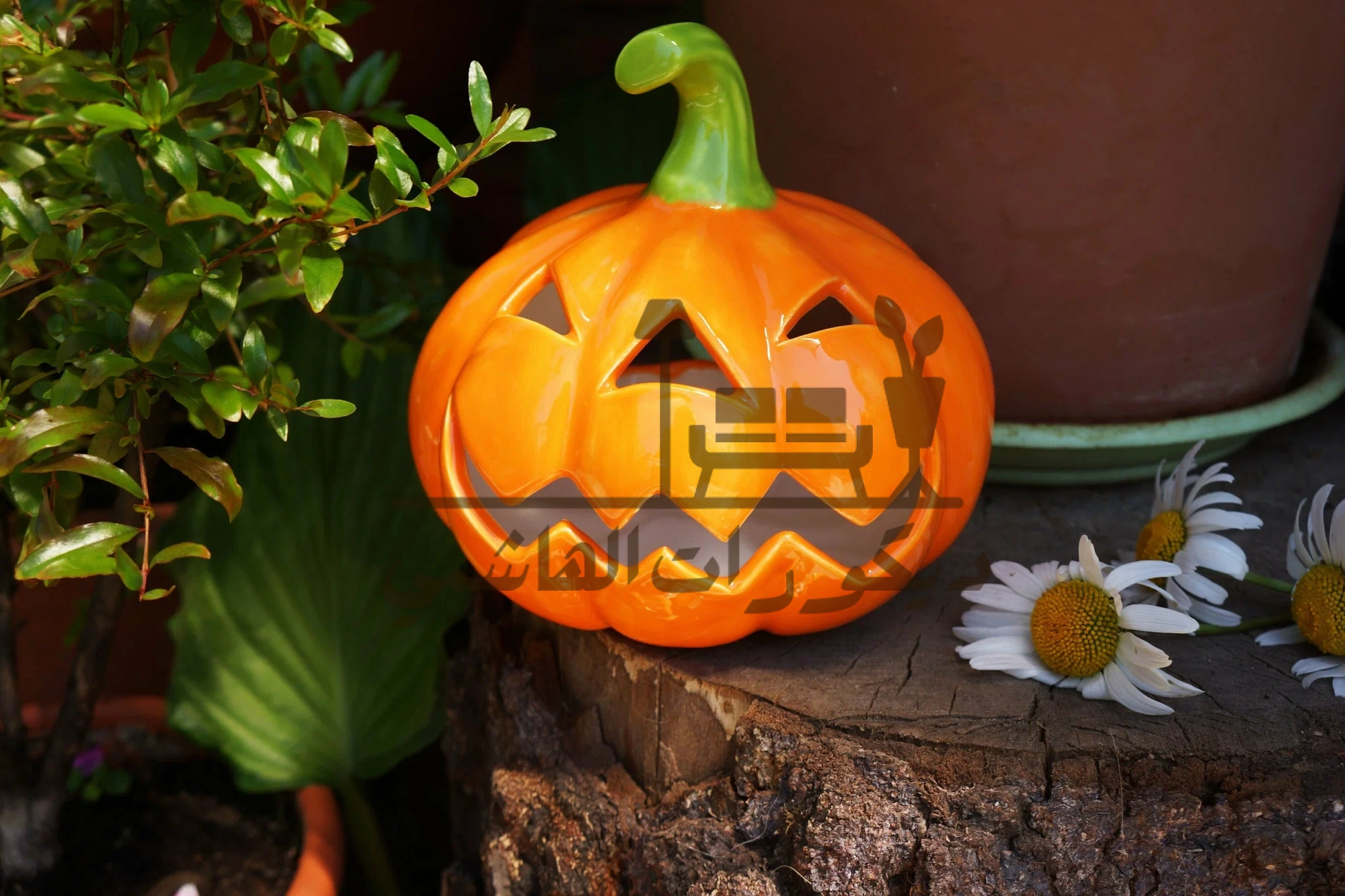 يقطين ديكور